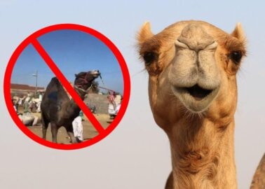 More British Travel Providers Are Saying ‘No’ to Animal Rides at the Pyramids in Egypt