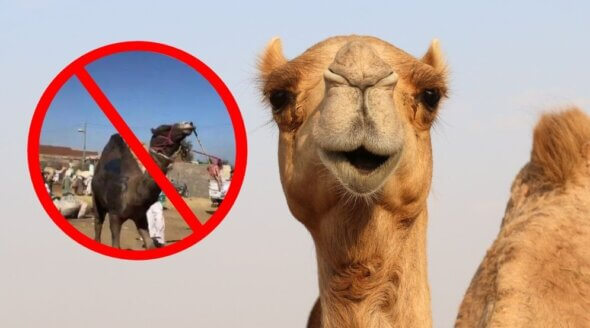 More British Travel Providers Are Saying ‘No’ to Animal Rides at the Pyramids in Egypt