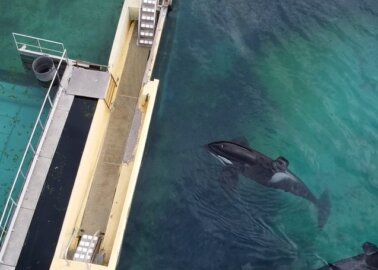 Orca Inouk Dies at Marine Park in France