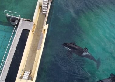 Orca Inouk Dies at Marine Park in France