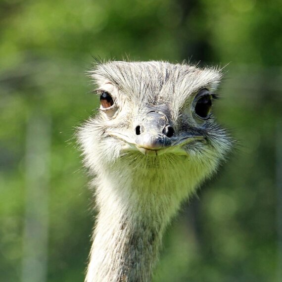 Join PETA’s Feather-Free Pledge