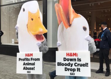 Today in Dublin: PETA ‘Geese’ Ruffle H&M’s Feathers