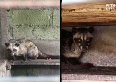Watch Now: Civet Cats Still Suffer for ‘Poop Coffee’ in Bali