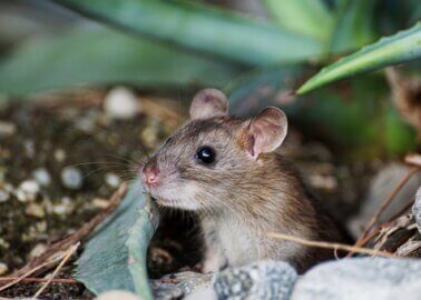 Victory for Animals: Scotland to Ban Glue Traps!