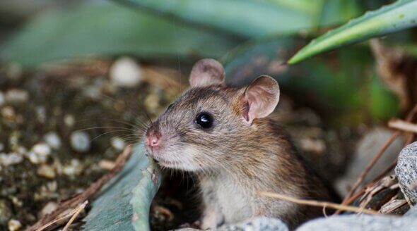 Victory for Animals: Scotland to Ban Glue Traps!