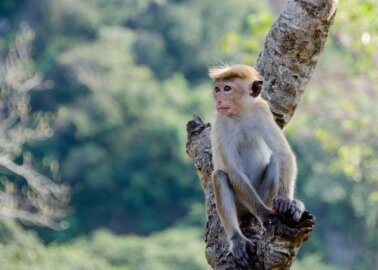 Co-op Drops Thai Coconut Milk After Monkey Abuse Exposé