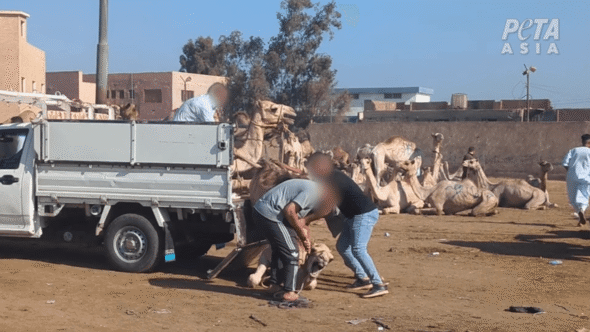 Life for Animals at the Pyramids: Beatings, Exhaustion, Suffering ...