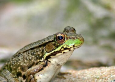 Great News! Supermarket Carrefour Drops Frog Legs After PETA Exposé