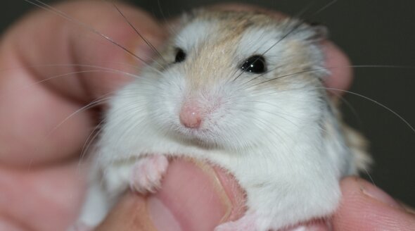 The Untold Stories of Hamsters in UK Laboratories