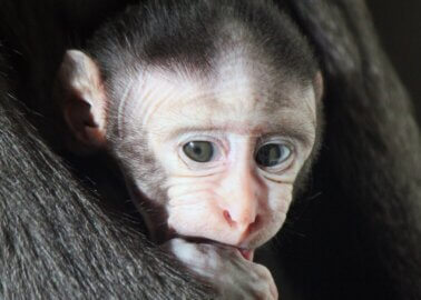 Progress! Labour Party Commits to Phasing Out Animal Testing