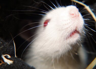 PETA Scientists Help Prevent Cruel Test on Animals!