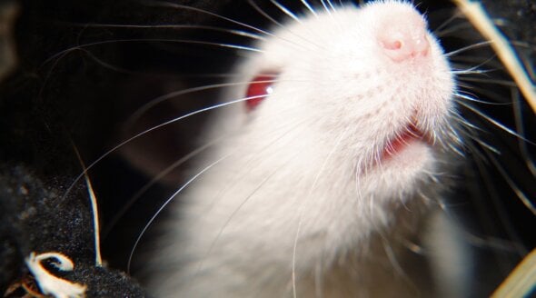 PETA Scientists Help Prevent Cruel Test on Animals!