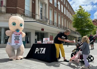PETA to Exeter Locals: ‘Not Your Mum, Not Your Milk’