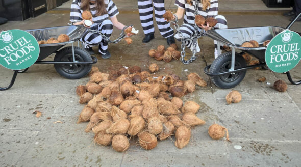 Chained PETA ‘Monkeys’ Dump Coconuts at Whole Foods