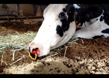 Milked to Death: Dairy Farm Nightmares