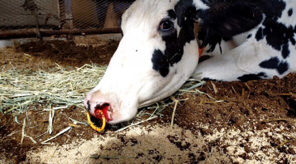 Milked to Death: Dairy Farm Nightmares