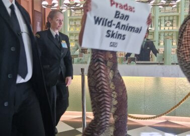 ‘Bloodied Snake’ Shocks Diners as PETA Pushes Prada to Shed Cruel Reptile Skins