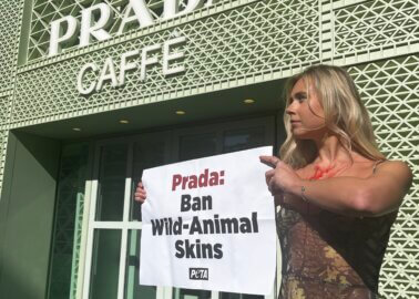 ‘Bloodied Snake’ Shocks Diners as PETA Pushes Prada to Shed Cruel Reptile Skins