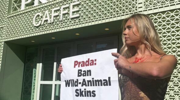 ‘Bloodied Snake’ Shocks Diners as PETA Pushes Prada to Shed Cruel Reptile Skins