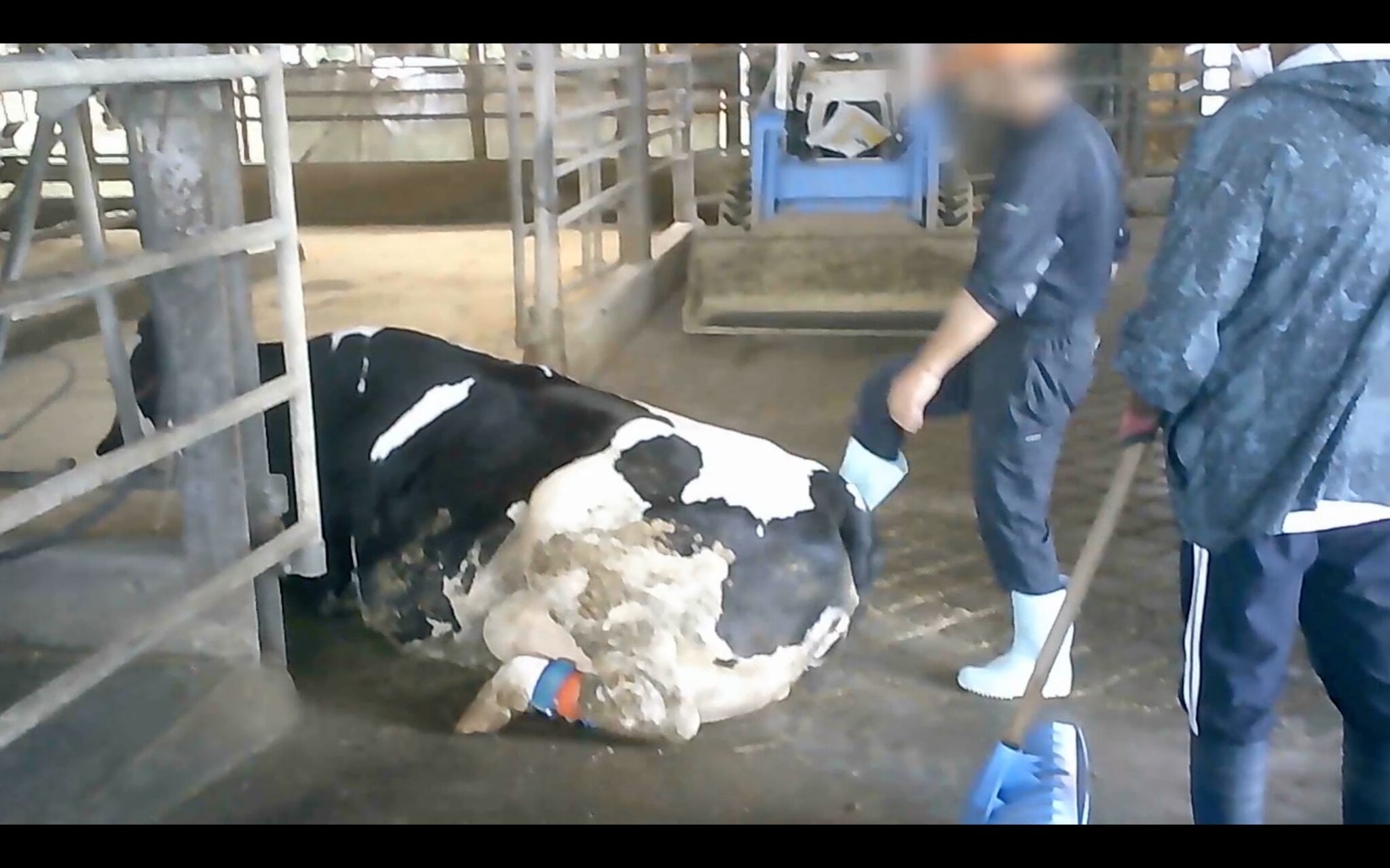 Milked to Death: Dairy Farm Nightmares