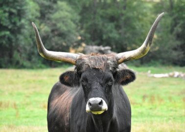 Mexico City Moves to End Bullfighting