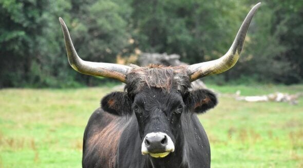 Mexico City Moves to End Bullfighting