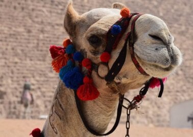 17 Reasons Why Camel Rides Are Unethical and Cruel