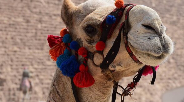17 Reasons Why Camel Rides Are Unethical and Cruel