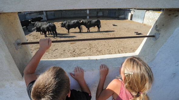 Why PETA Wants Kids Banned From Bullfights