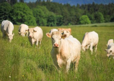 History in the Making: Britain to Ban Live Export