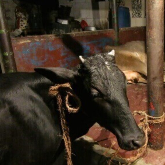 Urge IKEA to Stop Selling Animal Skin