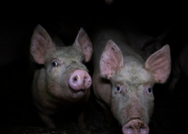 Why You Can’t Trust Meat Assurance Labels