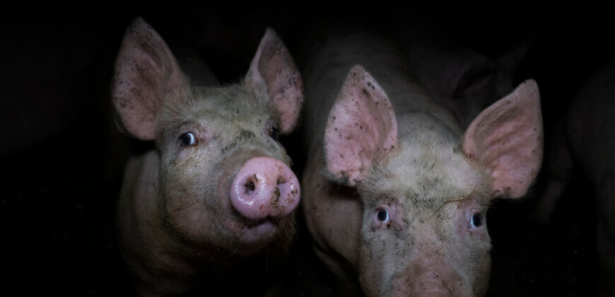 Why You Can’t Trust Meat Assurance Labels