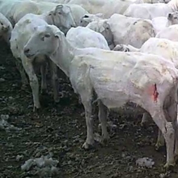 Urge These Brands to Drop Wool