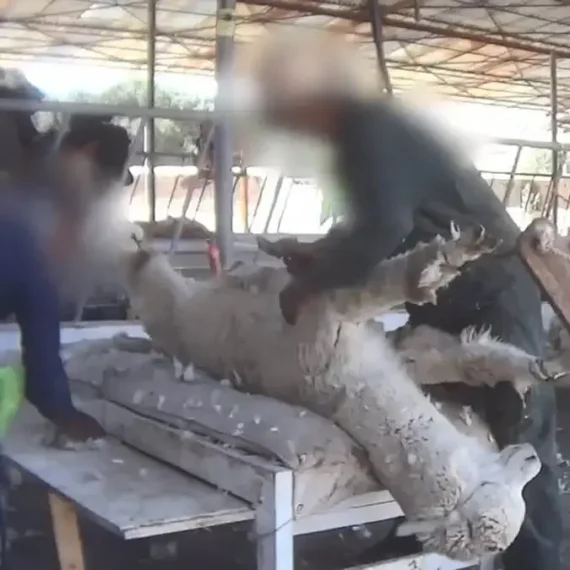 Tell Marks & Spencer to Ban Alpaca Wool