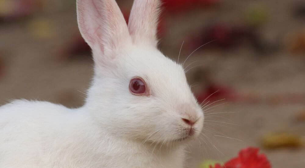 Why PETA US Is Changing Its No-Testing List Requirements