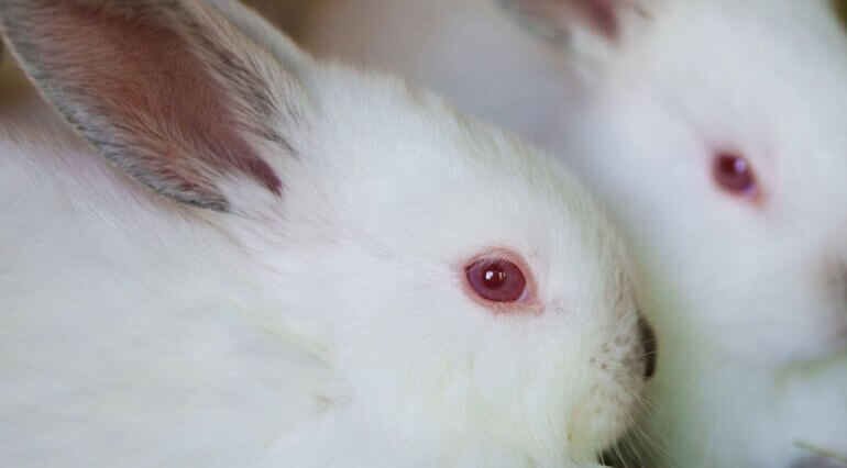 5 Experiments on Rabbits That Will Make You Shiver