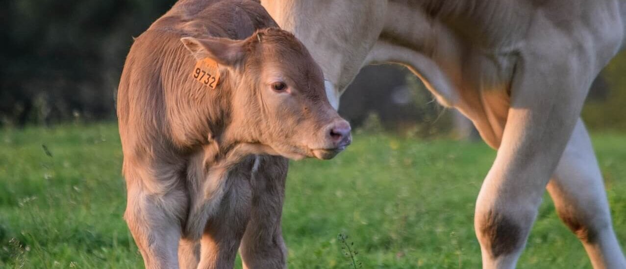 Every Animal Is Someone