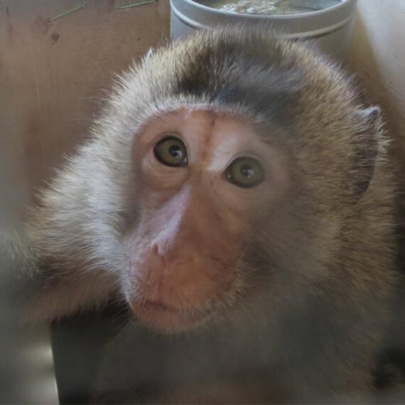 EGYPTAIR: Stop Shipping Monkeys to Their Deaths!