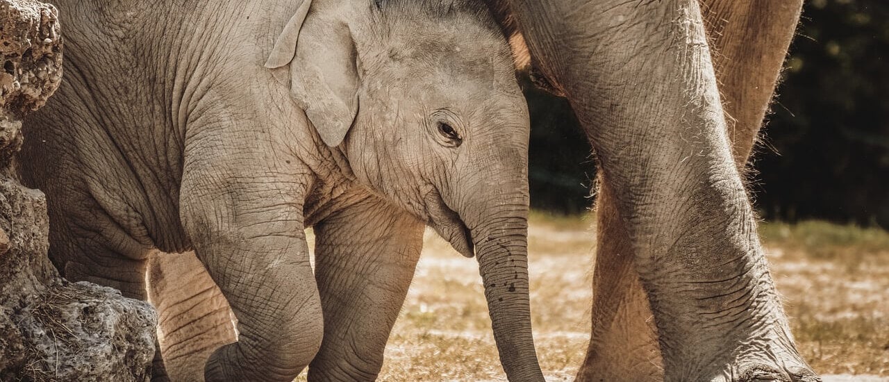 Every Animal Is Someone