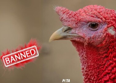 Helsinki Fashion Week Signs PETA’s Feather-Free Pledge