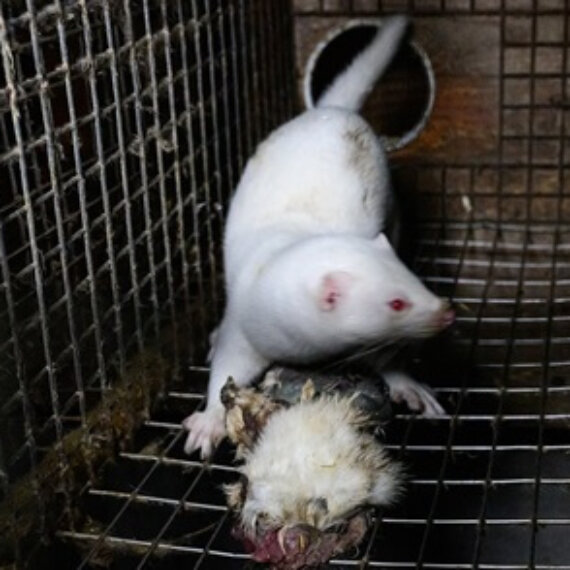 Tell Pharrell to Reject Louis Vuitton’s Cruelty!