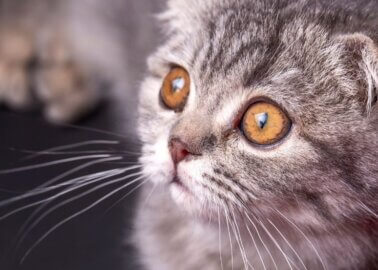 5 Reasons Not to Buy Scottish Fold Cats