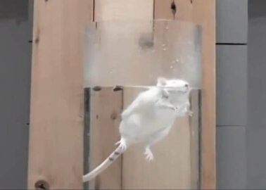 PETA Scientists Reveal Step-by-Step Plan for Ending Cruel Near-Drowning Test on Animals