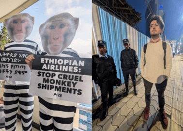 PETA Campaigner Arrested in Ethiopia for Helping Monkeys