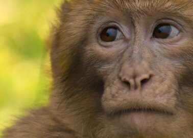 Why Parkinson’s Disease Experiments on Monkeys Are a Scientific Failure
