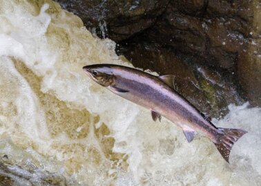 ‘Dead Salmon’ – Why PETA Commented on Farrow & Ball Paint Names