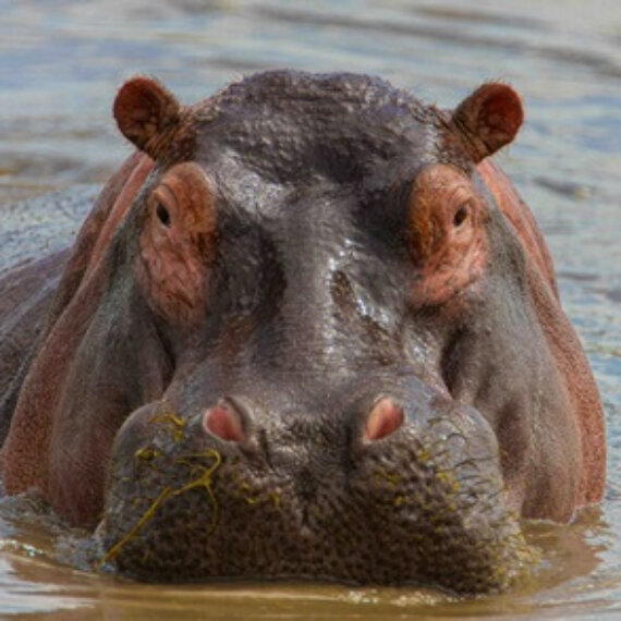 Help Stop Namibia’s Mass Wildlife Slaughter