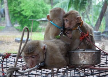 Morrisons Cuts Ties With Monkey Labour After Exposés