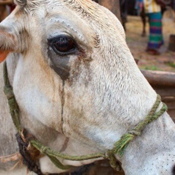 Urge Coach to Stop Selling Leather